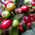 Green coffee sourcing for a quality small batch coffee. 