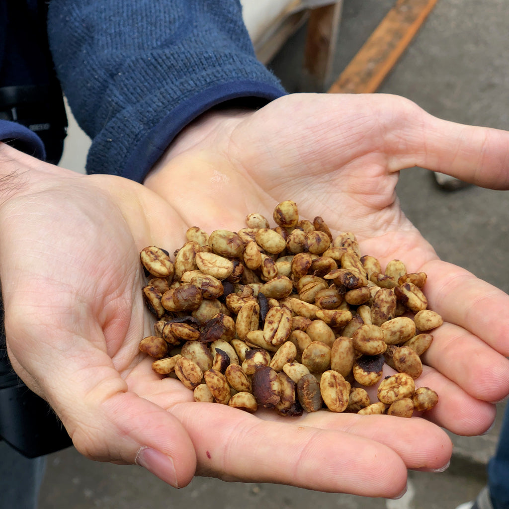 Green coffee processing is important to the final flavor profile of the coffee. 